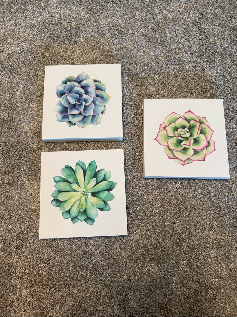 Succulent Trio Wall Art Canvas Set - excellent condition